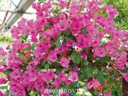 Bambino Baby Mia Bougainvillea Monrovia Bambino Baby Mia Bougainvillea Monrovia Plants Bougainvillea Plants