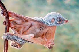 The Colugo A Small Gliding Mammal From Southeast Asia Whose Closest Living Relatives Are Primates Interestingasfuck Animals Beautiful Animals Flying Lemur