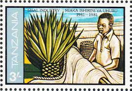 Image result for Schizochilus sulphureus