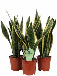 Anch'io le vorrei per la mia casa!? Sansevieria Laurentii La Pianta Da Appartamento Piu Resistente