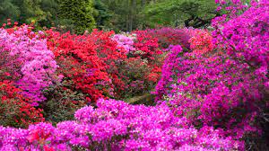 We did not find results for: 11 Best Landscaping Shrubs To Grow In Your Yard
