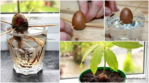Learn How To Grow An Avocado Houseplant From An Avocado Seed Growing An Avocado Tree Avocado Tree Avocado Plant