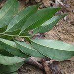 Image result for Leptaulus