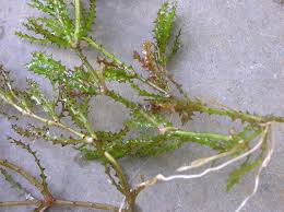 Image result for Najas