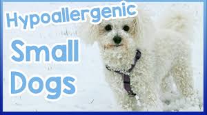 This being said, we've listed these hypoallergenic dogs alphabetically.each one falls into one of the three categories we listed above — they're either. Hypoallergenic Small Dogs Youtube