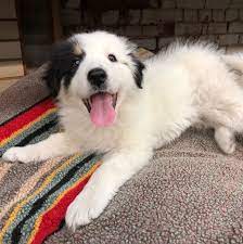 All About Collie Pyrenees Photos Behavior Trainability Puppy Price Health Facts