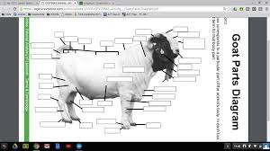 Wiring of your golgi body diagram labeled should begin at the lowest stage of the trunk, and work up from there. Gt 6817 Diagram Of Goat Body Parts Download Diagram