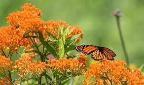 In the rare case that your order does not arrive, we will resend your order without too much trouble. Magnificence Of Milkweed And Other Native Plants Schlitz Audubon