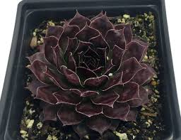 Did you scroll all this way to get facts about black succulents? 9 Best Black Succulents That Are Incredibly Beautiful