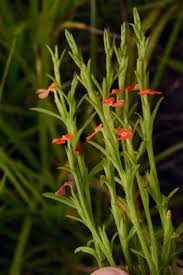 Image result for Striga asiatica
