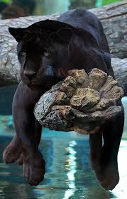 Black Panther Resting On A Tree Animals Beautiful Cute Animals Animals