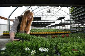 We did not find results for: Business Is Blooming At Local Garden Centers Daily Inter Lake
