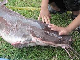 Hal tersebut yaitu mengenai jenis ikan, makanan ikan, tempat tinggal yang disukai ikan, kebiasaan di indonesia terdapat berbagai macam jenis ikan hias kecil yang cantik dan unik, diantaranya ada. Jenis Ikan Di Malysia Ikan Keli Africa 28