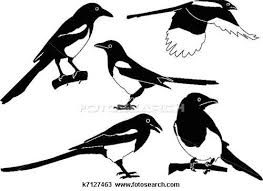Drawing Of Magpies Collection K7127463 Search Clipart Illustration Fine Art Prints And Eps Vector Graphics Images K Magpie Tattoo Bird Drawings Bird Art