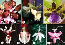 Image result for Orchidaceae