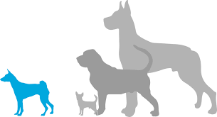 You should budget anywhere from $1,900 upwards to $5,000 or even more for a basenji with top breed lines and a superior pedigree. Basenji Puppies For Sale Adoptapet Com
