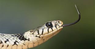 Mulai dari ular kobra, ular besar, ular kecil, dan ular hitam. 5 Arti Mimpi Ular Saat Hamil Pertanda Baik Atau Buruk Popmama Com