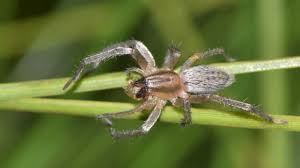 Image result for yellow sac spider bite skin