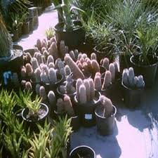 Now you are looking for a name. Cactus Walkers Palms Sells Cold Tolerant Palm Trees Serving North Carolina Virginia Maryland Deleware Pennsylvania And All Surrounding Area