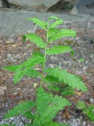 Image result for Myricaceae