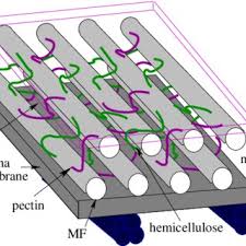 In the examination of science this type of diagram always come for making this is the to remember it's parts because if you don't label it then there will be no mean of your diagram. Schematic Diagram Of A Plant Cell Wall Mf Denotes Cell Wall Download Scientific Diagram