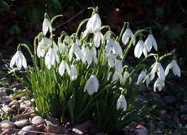 12 Snowdrops Early Spring Flowers Bulbs By Wetnwildgardens On Etsy Early Spring Flowers Spring Flowering Bulbs Bulb Flowers