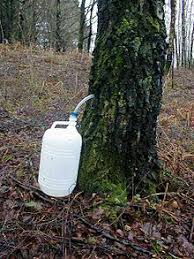 Et aide à faire repousser les cheveux. Eau De Bouleau Wikipedia