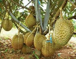 Cek stek batang durian yang baru tumbuh tunas usia 3,4minggu. Durian Monthong Hybrid Durian Bantal Emas Shopee Malaysia