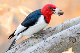 We did not find results for: Meet The Redheads Of The Bird World Red Headed Woodpeckers