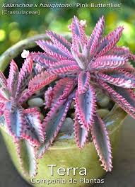 Maybe you would like to learn more about one of these? Kalanchoe Pink Butterflies Familia Crassulaceae Pink Butterfly Pink Succulents