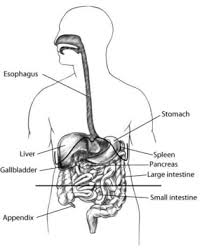 Abdominal Pain Upper Advocare Broomall Pediatric Associates