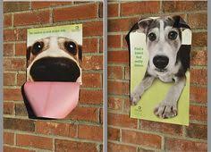 Animals are available for adoption by appointment only. 10 Adoption Ads Ideas Adoption Pet Adoption Animal Rescue