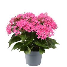 Image result for Pentas purpurea