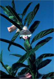 Image result for Sesamum angolense