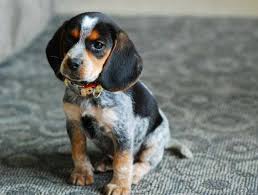 The bluetick coonhound loves to chase and corner its prey into trees, letting its owner know of. Blue Tick Beagle Breed Facts Guide With Pictures My Dogs Info