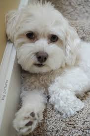 Pax Coton De Tulear Coton De Tulear Dogs Coton De Tulear Dogs