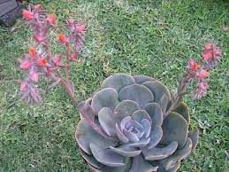 Awh, my 4 yo daughter accidentally killed my dusty rose, but not before i started propagating some. Echeveria Dusty Rose World Of Succulents