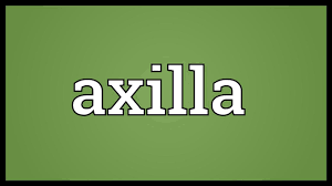 Jul 10, 2021 · thanks for your vote! Axilla Meaning Youtube