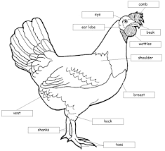 Pin By Little Ole Me On Animal Reference Chicken Pictures
