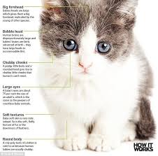 Cats are cute because of the same reason we find babies cute. Baby Schema Effect Makes Kittens And Puppies So Cute And Adorable Daily Mail Online