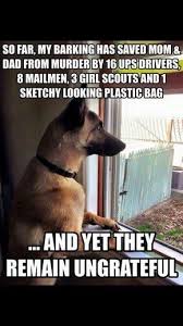 25 Goofy Memes Of German Shepherds That Will Make You Laugh All Day German Shepherd Funny German Shepherd Dogs Funny Dog Memes