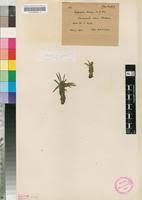 Image result for Euphorbia davyi