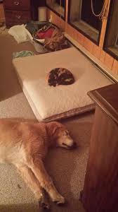 Yatagini Kedilere Kaptiran 20 Saskin Kopek Dogs Sleeping Dogs Dog Cat