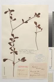 Image result for Synsepalum revolutum