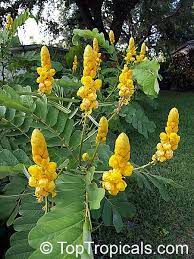 Senna Alata Cassia Alata Empress Candle Plant Candle Bush Carrion Crow Bush Candlesticks Plants Candle Plant Outdoor Herb Garden