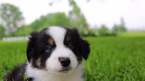 Use the options below to find your perfect canine companion! Mini Aussie Puppies Ohio Novocom Top