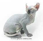 SPHYNX KITTENS FOR SALE-BLACK SPHYNX KITTENS- -ELF SPHYNX ...