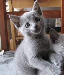 Russian Blue Kittens For Sale Price English Vinglish Movie Poster Russian Blue Russian Blue Kitten Blue Cats