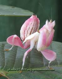 Cactus plants like the peruvian apple cactus not only thrive in the hot, dry desert conditions but also have potential as a commercial agricultural crop. Pink Cactus Spider Looks Like A Flower Praying Mantis Orchid Mantis Orchids