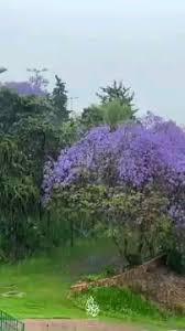 الي يسألوني عن السعوديه هذي ابها وما أجملها video in 2021 golf courses plants small tattoos